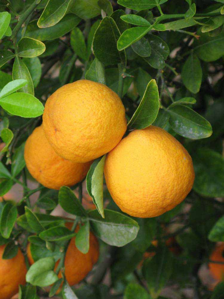            Fruit (Riverside, CA)   